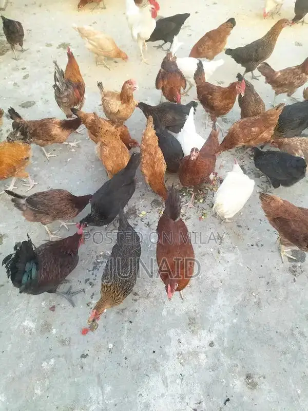 Starter Laying Hens - Young Desi Chickens Ready to Produce Eggs