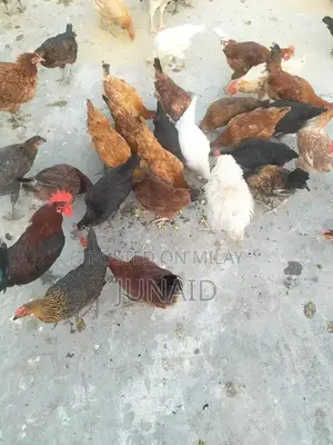 Starter Laying Hens - Young Desi Chickens Ready to Produce Eggs