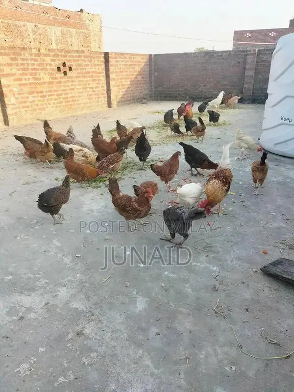 Starter Laying Hens - Young Desi Chickens Ready to Produce Eggs