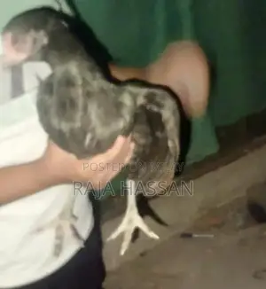 High-Quality Aseel Murgi Chickens for Poultry Farming