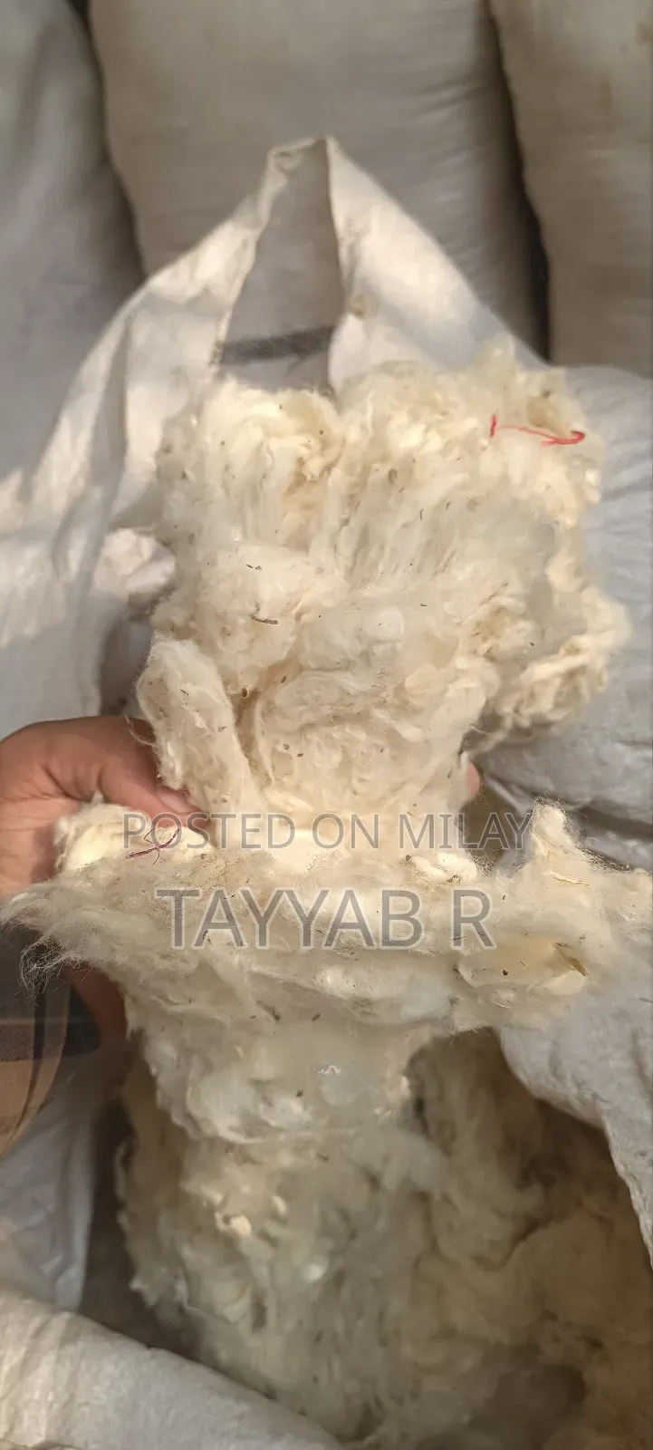 Factory Cotton (Roi) for Sale