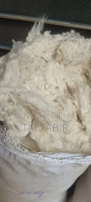 Factory Cotton (Roi) for Sale