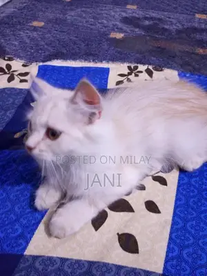 Photo - Persian Long Coat Cat - Sociable and Playful Companion