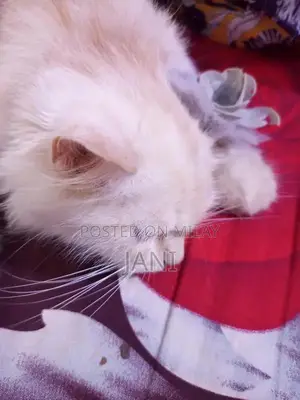 Persian Long Coat Cat - Sociable and Playful Companion