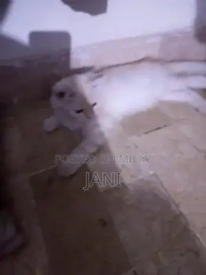 Persian Long Coat Cat - Sociable and Playful Companion