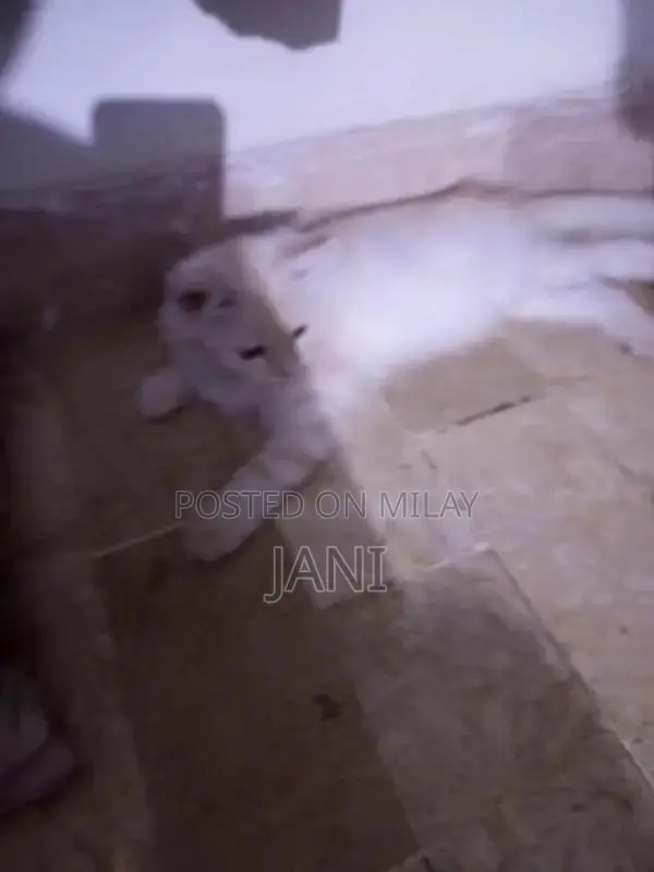 Persian Long Coat Cat - Sociable and Playful Companion