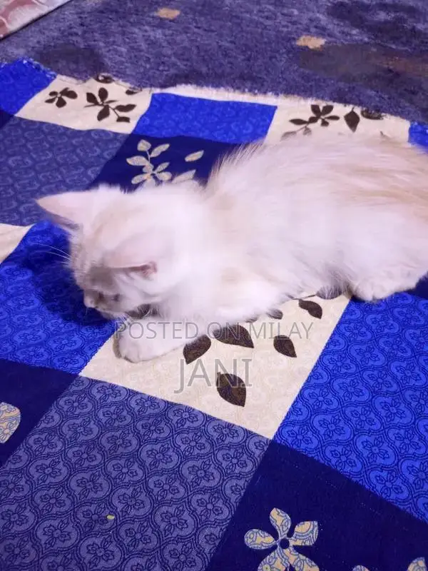 Persian Long Coat Cat - Sociable and Playful Companion