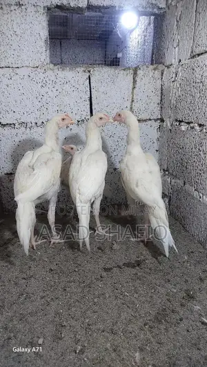 Healthy Home-Bred Chicks - Young Poultry for Farming or Raising