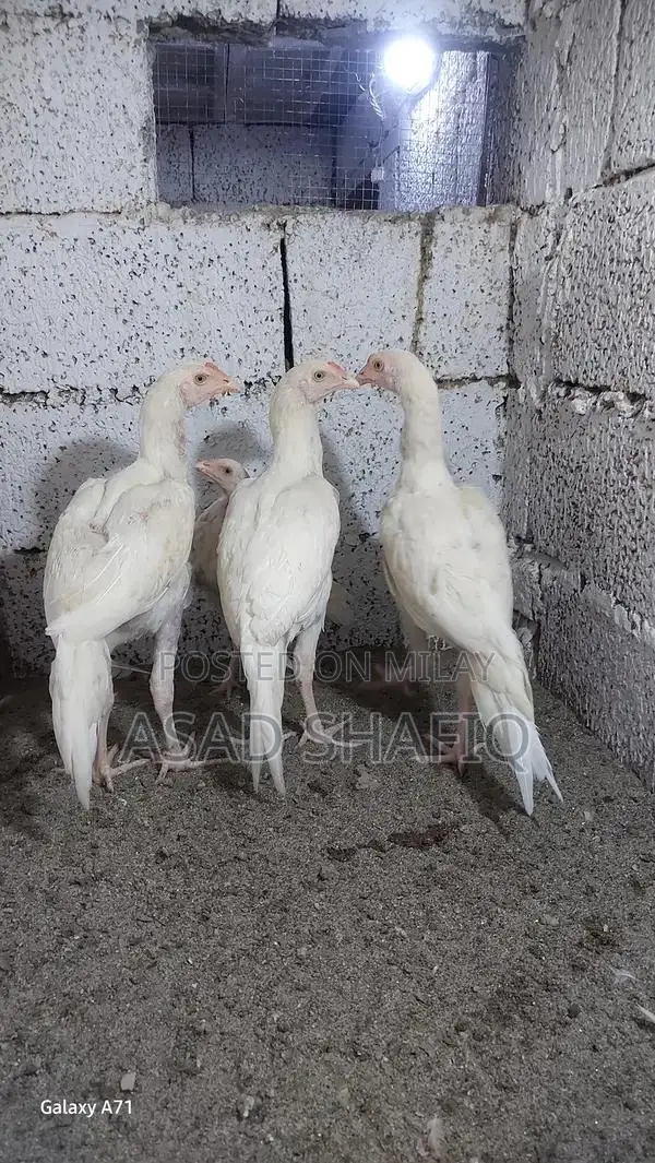 Healthy Home-Bred Chicks - Young Poultry for Farming or Raising