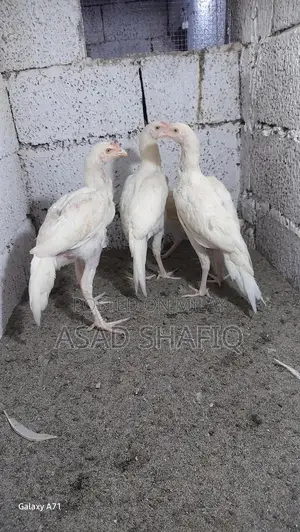 Healthy Home-Bred Chicks - Young Poultry for Farming or Raising