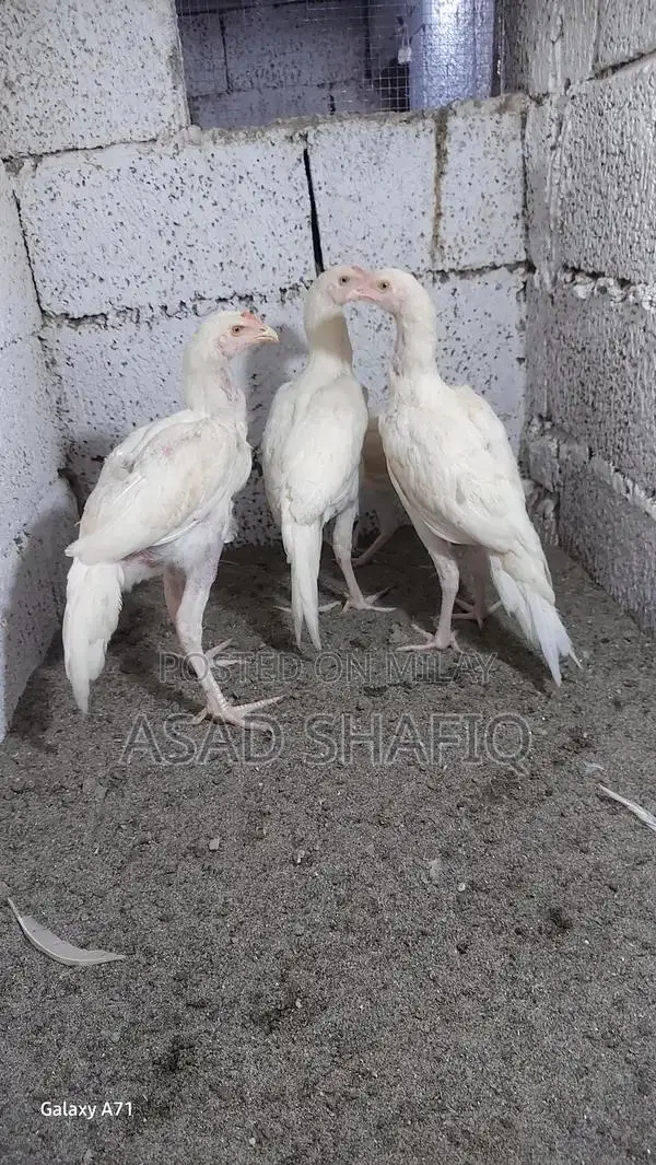 Healthy Home-Bred Chicks - Young Poultry for Farming or Raising