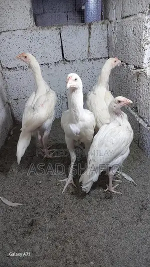 Healthy Home-Bred Chicks - Young Poultry for Farming or Raising