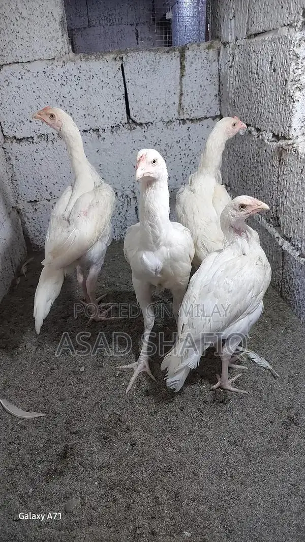 Healthy Home-Bred Chicks - Young Poultry for Farming or Raising