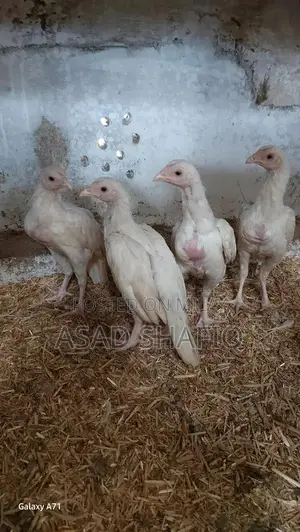 Healthy Home-Bred Chicks - Young Poultry for Farming or Raising