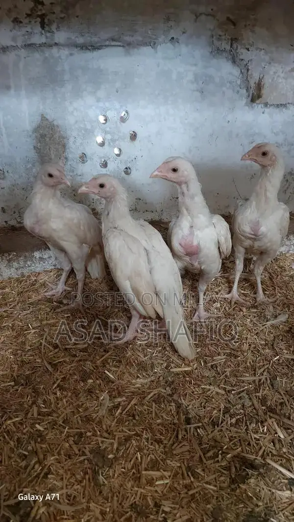 Healthy Home-Bred Chicks - Young Poultry for Farming or Raising