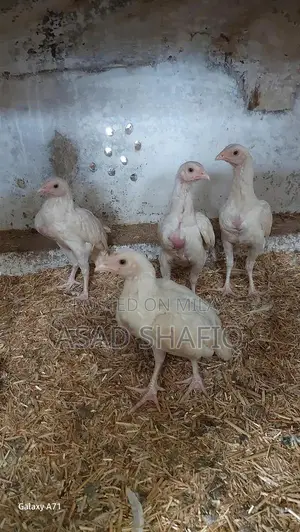 Healthy Home-Bred Chicks - Young Poultry for Farming or Raising