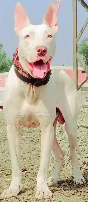 Photo - Kohati Gultair Red Nose Cat - Purebred 15-Month-Old Feline