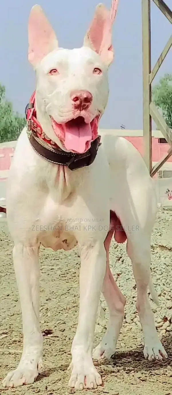 Kohati Gultair Red Nose Cat - Purebred 15-Month-Old Feline