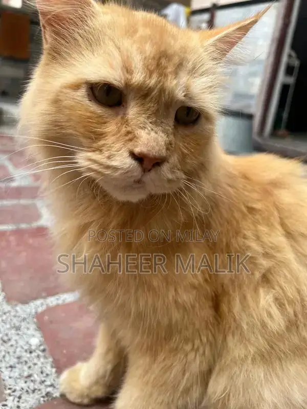 Young Persian Cat - Sociable and Adorable Companion