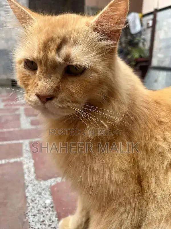 Young Persian Cat - Sociable and Adorable Companion