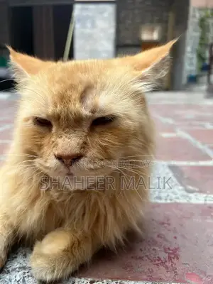 Young Persian Cat - Sociable and Adorable Companion