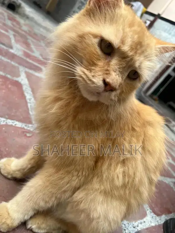 Young Persian Cat - Sociable and Adorable Companion