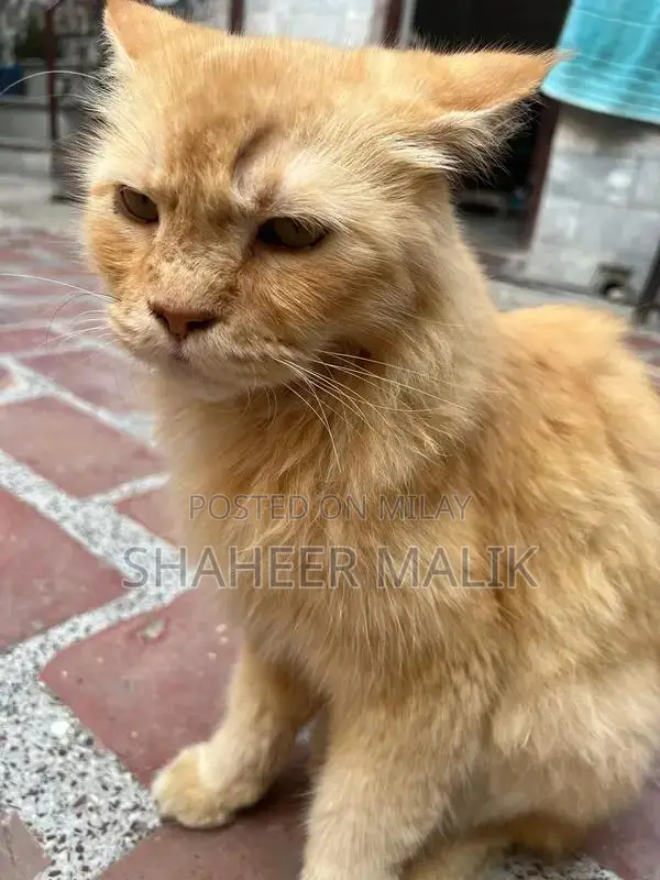 Young Persian Cat - Sociable and Adorable Companion