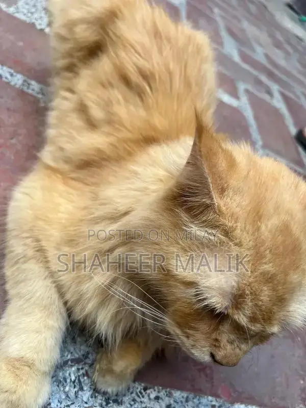 Young Persian Cat - Sociable and Adorable Companion