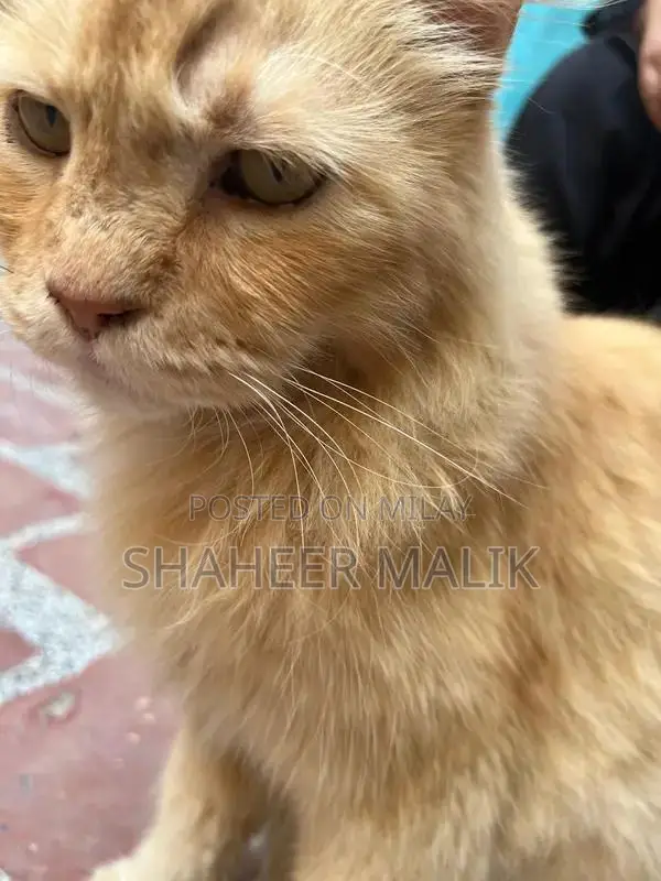 Young Persian Cat - Sociable and Adorable Companion