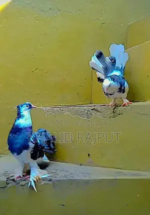 Pair of Healthy Young Pigeons - Nearly 1 Year Old
