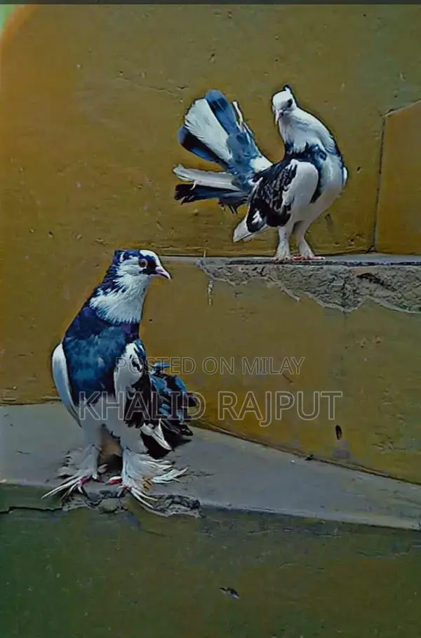Pair of Healthy Young Pigeons - Nearly 1 Year Old