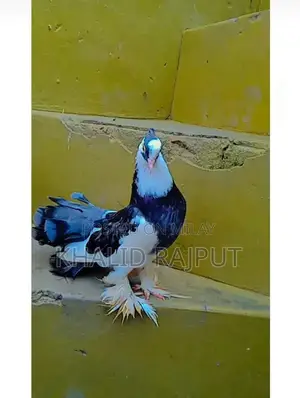 Pair of Healthy Young Pigeons - Nearly 1 Year Old