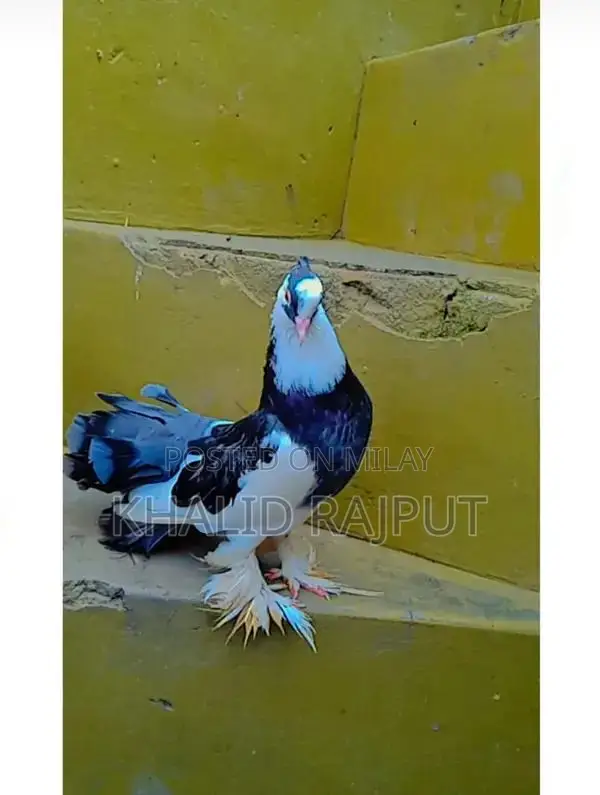 Pair of Healthy Young Pigeons - Nearly 1 Year Old