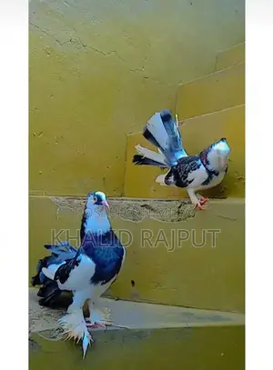 Pair of Healthy Young Pigeons - Nearly 1 Year Old