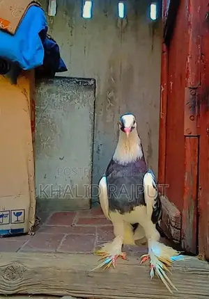 Pair of Healthy Young Pigeons - Nearly 1 Year Old