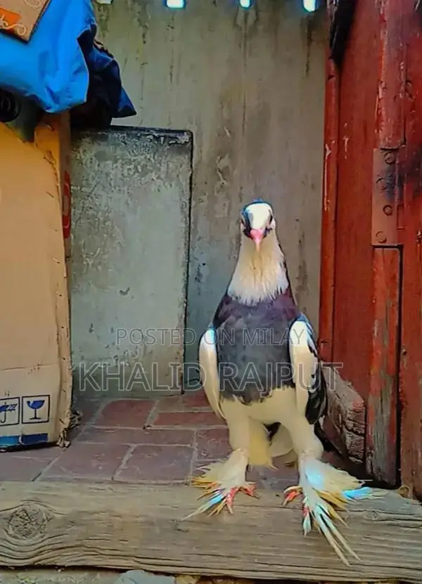Pair of Healthy Young Pigeons - Nearly 1 Year Old