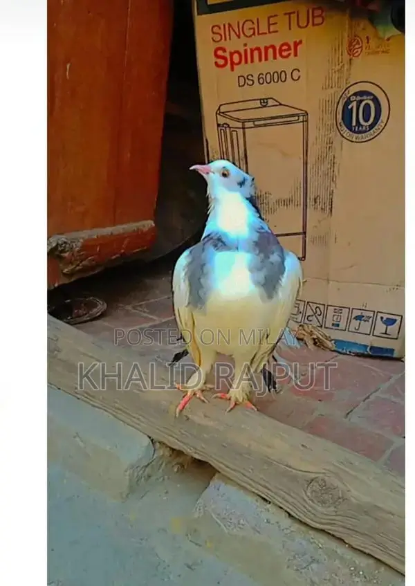 Pair of Healthy Young Pigeons - Nearly 1 Year Old