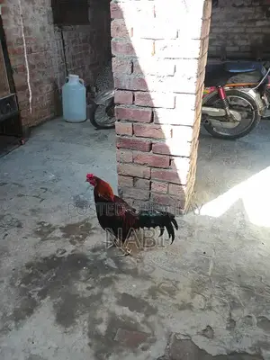 Healthy Murga Rooster - Premium Poultry Bird for Sale