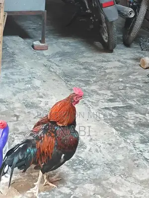 Healthy Murga Rooster - Premium Poultry Bird for Sale