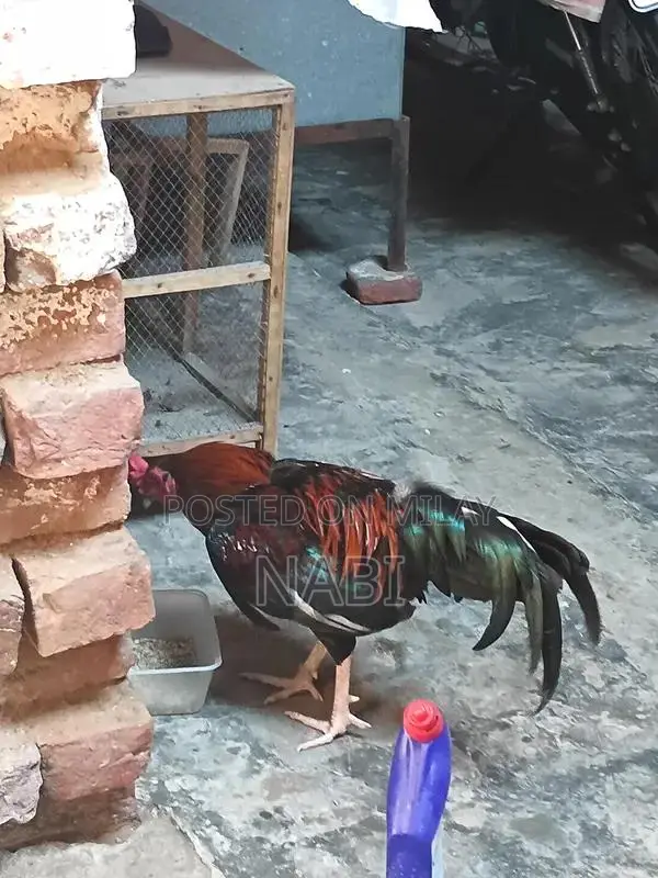 Healthy Murga Rooster - Premium Poultry Bird for Sale