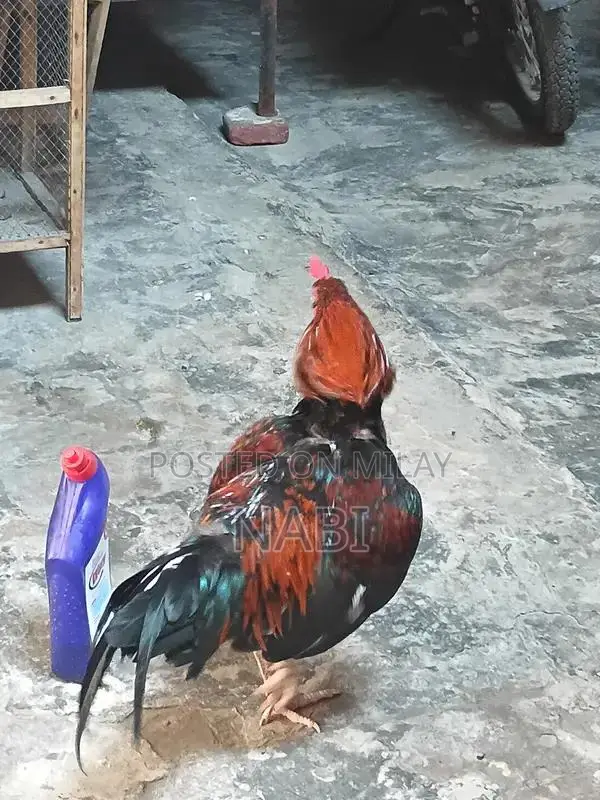 Healthy Murga Rooster - Premium Poultry Bird for Sale