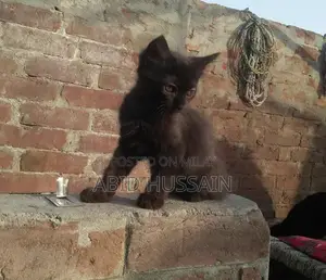 Photo - Purebred Persian Kittens - Male Black and Gray Cats