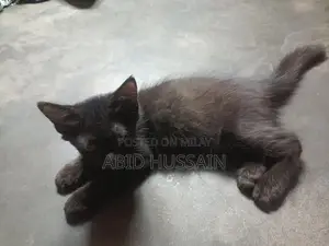Purebred Persian Kittens - Male Black and Gray Cats