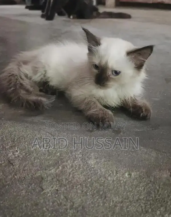 Purebred Persian Kittens - Male Black and Gray Cats