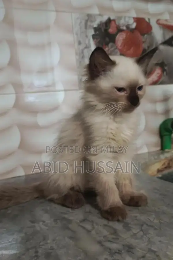 Purebred Persian Kittens - Male Black and Gray Cats