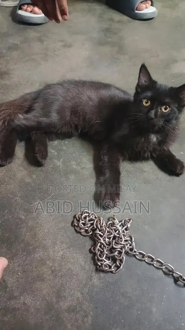 Purebred Persian Kittens - Male Black and Gray Cats