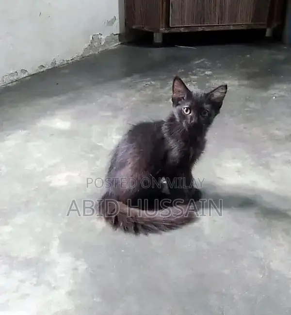 Purebred Persian Kittens - Male Black and Gray Cats