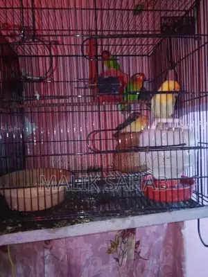 Whatsapp Contact Jar 12 Pairs of Colorful Contacts