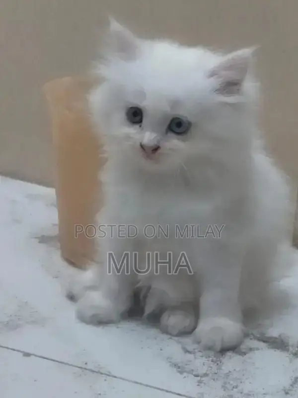 Long-Haired Fluffy Kitten with Unique Eye Color