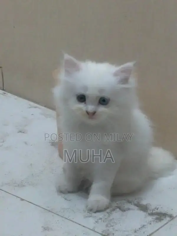 Long-Haired Fluffy Kitten with Unique Eye Color